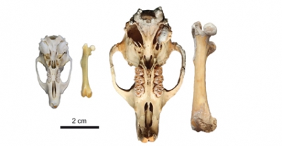Mida relativa d&#039;un crani i fèmur de la rata d’herba del Nil (esquerra) i crani i fèmur de C. bravoi (dreta). (Adaptada de Renom et al. DOI: 10.1098/rsbl.2021.0533)