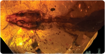 Imatge principal. Fotografia de l&#039;exemplar inclòs en ambre (Ed Stanley / Florida Museum of Natural History)