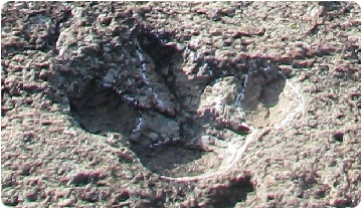 Una de les icnites objecte de l’estudi del jaciment de El Barranco de la Canal, a La Rioja