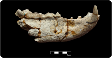 Ossos i humans van competir pels recursos fa 2 milions d’anys a Dmanisi?
