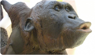 Noves restes de l’homínid fòssil Hispanopithecus laietanus a Sant Quirze del Vallès