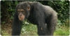 L’oïda interna amaga informació sobre el parentiu entre simis i humans