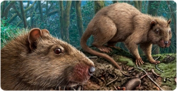 Reconstrucció en vida del rosegador Canariomys a l’illa de Tenerife. El ratolí domèstic (Mus musculus), que probablement va coexistir amb Canariomys, s’hi inclou a escala.