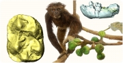 Recreació de l'aspecte en vida de Pliobates cataloniae elaborada per Quagga (actualment exposada al Museu de l'ICP de Sabadell), envoltada per la nova mandíbula infantil amb les molars permanents en semitransparència (dreta) i vista oclusal del primer molar inferior extret digitalment que mostra el braç distal del triangle pliopitecí (esquerra), sense escala.