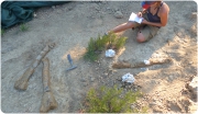Descobert un nou jaciment de dinosaures a Basturs, al Pallars