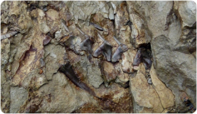Un petit esquelet de Coll de Nargó aportarà noves dades sobre la reproducció dels darrers dinosaures