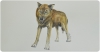 recreació de l'aspecte en vida de Canis orcensis (A. Monclova / IPHES)