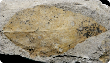 La revolució de les flors que van viure els dinosaures