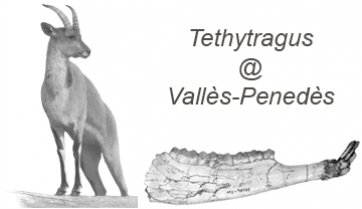 El bóvido Tethytragus también en el Vallès-Penedès