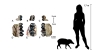 On the left, fossil teeth and jaw fragments of Cainochoerus from the Lemudong’o Formation in southern Kenya (Yang et al., 2026). On the right, a size comparison in relation to an adult person