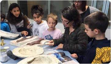 El Museu Paleontològic Samuntada a punt d’obrir portes