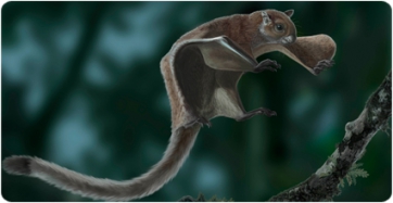 When squirrels conquered the sky