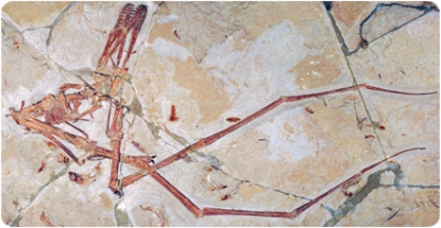 Mimodactylus, un nou pterosaure de l’antic continent afroàrab