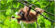 Un orangután se mueve entre las ramas de los árboles.