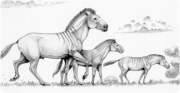 L’interior dels fòssils revela les claus del creixement dels cavalls nans del Miocè europeu