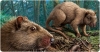 Reconstrucción en vida del roedor Canariomys en la isla de Tenerife. El ratón doméstico (Mus musculus), que probablemente coexistió con Canariomys, se incluye a escala.