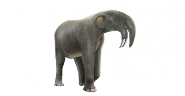 Artwork of the life appearance of Deinotherium giganteum. Roc Olivé / © Institut Català de Paleontologia Miquel Crusafont. With the collaboration of Fundación Española para la Ciencia y la Tecnología – Ministerio de Economía, Industria y Competitividad.