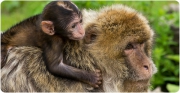Adulto y cría de macaco de Berbería (Macaca sylvanus). (Crédito: "Macaca sylvanus" de Ouwesok bajo licencia CC BY-NC 2.0)