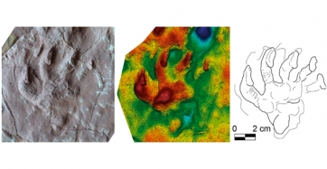 Huella atribuida a un gorgonopsio con su modelo 3D y dibujo interpretativo.
