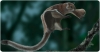 Imatge principal: Recreació de l’aspecte en vida del gènere d’esquirols voladors Miopetaurista (Oscar Sanisdro / Institut Català de Paleontologia Miquel Crusafont)