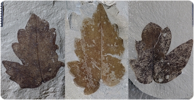 Folíolos laterales fósiles de Nekemias mucronata de la colección del Museu de Ciències Naturals de Barcelona.