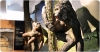 Recreació escultòrica dels hominoïdeus del Miocè Pierolapithecus catalaunicus (en primer pla) i Hispanopithecus laietanus (en segon pla) al Museu de l'ICP