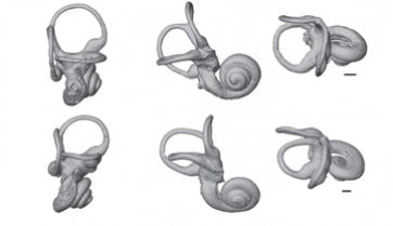 The fossil ear : an open way to the locomotion of anthropomorphic primates