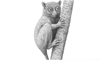 Noves restes de Pseudoloris parvulus, un petit primat de l’Eocè