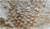 Skin impression of one of the last european dinosaurs