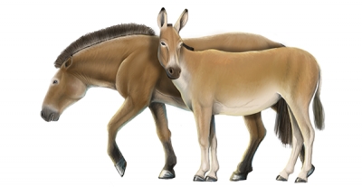 Recreació de l'aspecte en vida d’Equus ferus i Equus hydruntinus. Roc Olivé / © Institut Català de Paleontologia Miquel Crusafont. Amb la col·laboració de la Fundación Española para la Ciencia y la Tecnología – Ministerio de Economía, Industria y Competitividad.