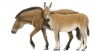 Recreació de l'aspecte en vida d’Equus ferus i Equus hydruntinus. Roc Olivé / © Institut Català de Paleontologia Miquel Crusafont. Amb la col·laboració de la Fundación Española para la Ciencia y la Tecnología – Ministerio de Economía, Industria y Competitividad.