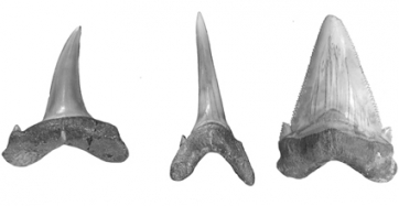 Los tiburones ecuatorianos del Oligo-Mioceno salen a la superficie