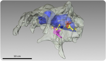 Una ullada al cervell d’un dinosaure gràcies a la tecnologia 3D