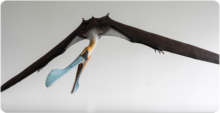 Les cavitats aèries a les vèrtebres dels grans pterosaures revelen adaptacions clau per al vol