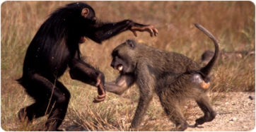 Un fémur de 30 millones de años aporta claves sobre la separación de los linajes de los hominoideos y los monos del Viejo Mundo